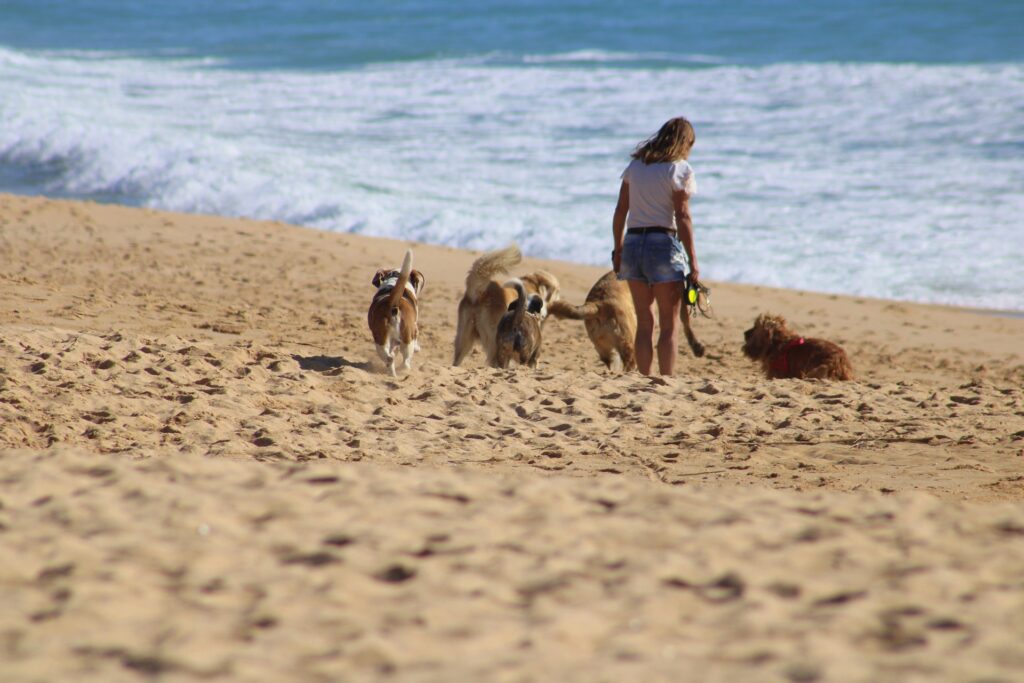 Passeio na praia com vários cães