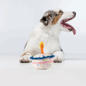 Bolo de Aniversário para Cão | FOFOS